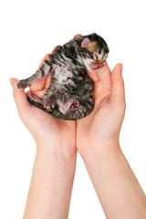 newborn kitten isolated on a white background. The hand holds the kitten.