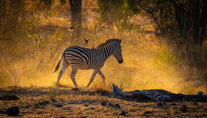 zebras in dusty skies