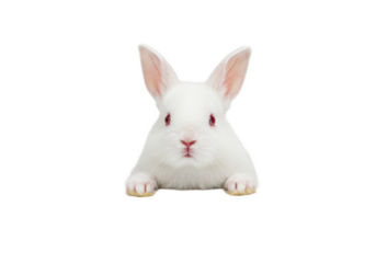 A very young, fluffy white rabbit with long ears and reddish-brown eyes peeks curiously over a transparent surface in a brightly lit studio, adorable and engaging, concept for pet product