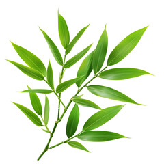 Obraz premium Fresh Green Bamboo Branch Against a Plain Background Showing Vibrant Leaves and Natural Beauty