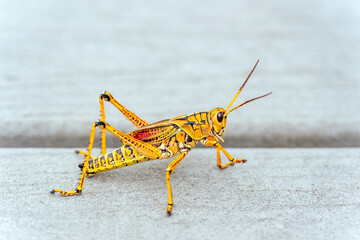 Eastern lubber grasshopper on the Anhinga trail