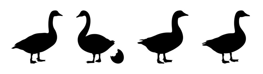 Silhouette of geese vector illustration, goose clip art, waterfowl, bird watching, geese images, nature art © black man