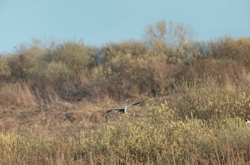 A graceful heron spreads its wings and soars above lush greenery at a tranquil wetland in the early evening light, showcasing nature's beauty and serenity