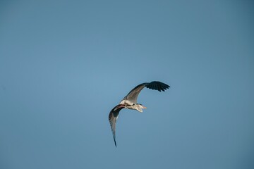 A stunning bird soars high above in a vibrant blue sky, its wings fully extended as it searches for food. The peaceful setting captures the beauty of nature at dusk
