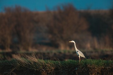 A heron stands elegantly on the lush green riverbank, silhouetted against the fading twilight sky. The tranquil scene captures nature's beauty in a peaceful moment