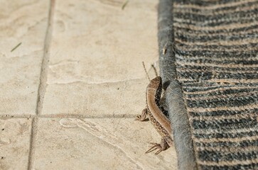 A small brown lizard is cautiously moving along the edge of a textured rug in a sunlit room. Dust and fibers create a natural habitat for this curious creature