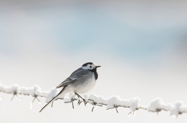 A delicate bird stands on a barbed wire fence adorned with fresh snow, set against a serene and softly blurred winter background, capturing the tranquil beauty of nature