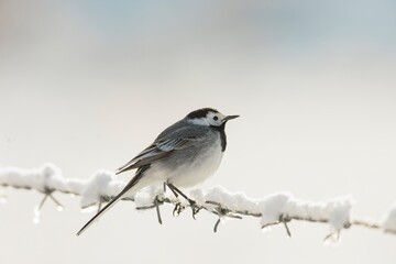 A small bird with a black and white plumage sits gracefully on a snow-dusted fence. The tranquil...