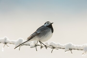 A delicate white wagtail balances on a barbed wire fence dusted with snow, set against a soft, wintry backdrop. The scene captures the quiet beauty of nature in winter