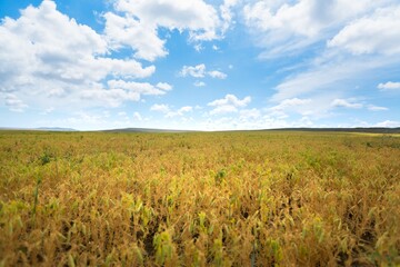 Fototapeta premium Beautiful hilly landscape in the foreground with blue sky