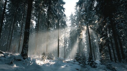 A winter forest with sunbeams filtering through the snow-laden trees,