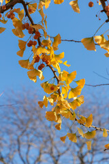 Golden fan-shaped leaves of Ginkgo biloba illuminated by sunlight against a vivid blue sky. The bright contrast and elegant shapes symbolize renewal, life, and timeless natural beauty