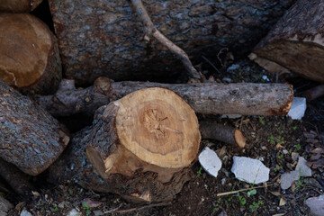 Natural Wood Grain: Log Cross-Section with Annual Rings on Forest Floor.
