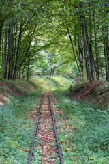 Narrow-gauge railway in the woods, Bialowieza Forest, Poland