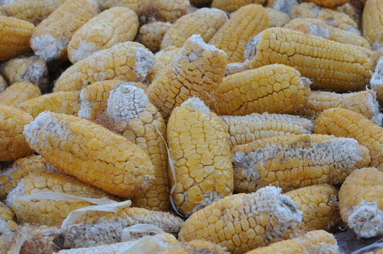 Dried corn on the cob at the market. Close-up photo with selective focus. - Powered by Adobe