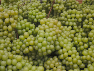 Delicious clusters of fresh, crisp green grapes offer a healthy, vibrant snack straight from the vineyard.