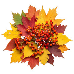Autumnal display of colorful maple leaves and red berries on black background