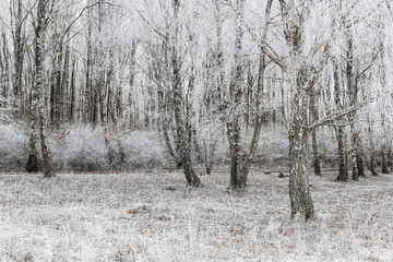 Frosty birch forest scene captures winter's beauty on Fotö island near Gothenburg