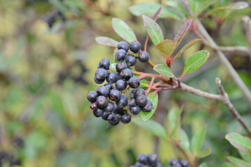 Rhaphiolepis umbellata fruit forming glossy black berries in clustered groups on coastal evergreen shrubs