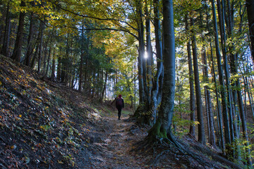 Fototapeta premium path in the forest