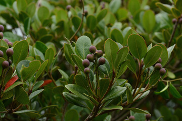 Rhaphiolepis umbellata fruit forming glossy black berries in clustered groups on coastal evergreen shrubs