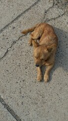 Naklejka premium dog on the ground