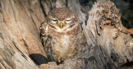 Spotted Owlet (Athene brama) Perched on Tree Trunk – Small Wild Owlet Sitting Alert in Natural Habitat