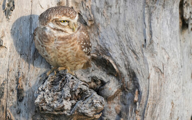 Spotted Owlet (Athene brama) Perched on Tree Trunk – Small Wild Owlet Sitting Alert in Natural Habitat