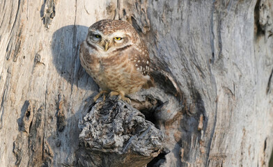 Spotted Owlet (Athene brama) Perched on Tree Trunk – Small Wild Owlet Sitting Alert in Natural Habitat