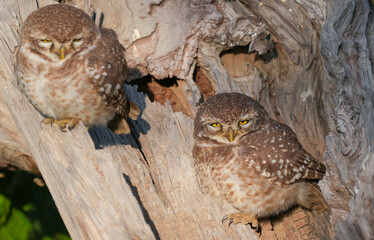 Group of Spotted Owlets (Athene brama) Roosting in Tree Hollow – Small Charming Owlets Resting Together in Natural Habitat