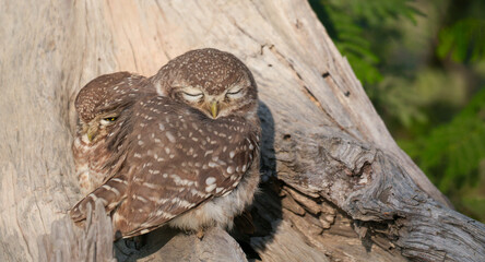 Spotted Owlet (Athene brama) Perched on Tree Trunk – Small Wild Owlet Sitting Alert in Natural Habitat