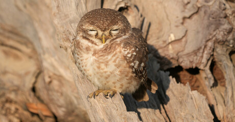 Spotted Owlet (Athene brama) Perched on Tree Trunk – Small Wild Owlet Sitting Alert in Natural Habitat