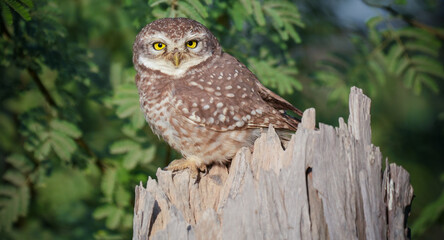 Spotted Owlet (Athene brama) Perched on Tree Trunk – Small Wild Owlet Sitting Alert in Natural Habitat