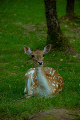 Young Fawn Resting on Green Grass in a Peaceful Forest Setting