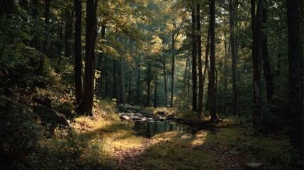 Obraz premium Sunlight filters through trees in a serene forest stream during afternoon hours