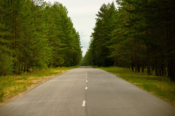 Fototapeta premium Straight Country Road Through Dense Pine Forest Scenic Asphalt Lane