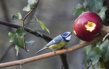 Blue tit perched near a red apple in a natural setting
