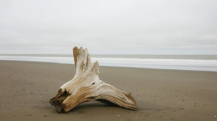 A weathered gnarled piece of driftwood lies bleached and twisted on a sandy beach with the overcast ocean and sky in the background