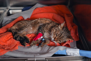 A cat lies on a soft blanket in a veterinary clinic, recovering from surgery. Its paw is wrapped in a bandage, indicating recent medical care and attention