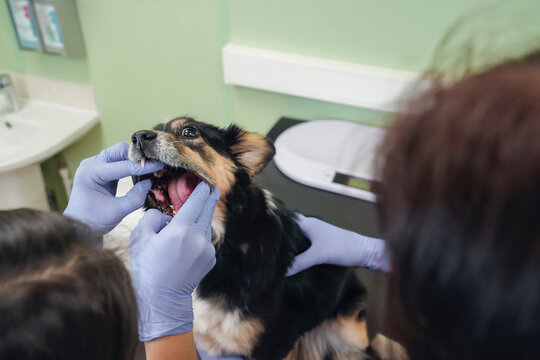 Veterinary staff conduct an examination of a dog's teeth and gums in a clinic. The pet receives treatment for caries and dental health issues under careful observation