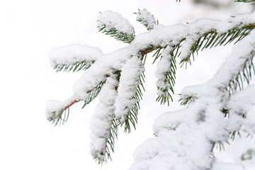 Close-up of evergreen tree branches covered in snow.