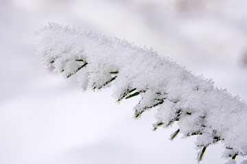 Close-up of evergreen tree branches covered in snow.