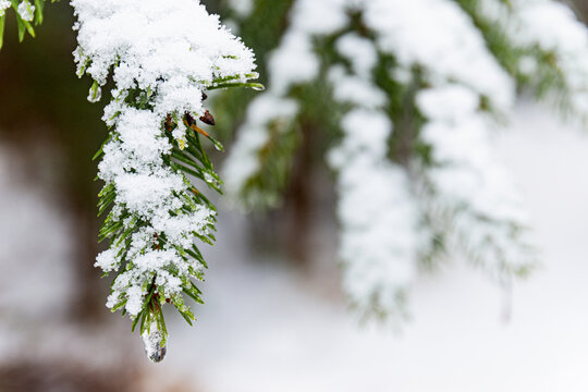 Snow covered evergreen tree branches close-up. - Powered by Adobe