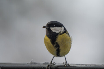 Winter Portrait of a Great Tit (Parus major) Perched on a Snowy Ledge