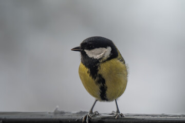 Winter Portrait of a Great Tit (Parus major) Perched on a Snowy Ledge