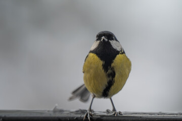 Winter Portrait of a Great Tit (Parus major) Perched on a Snowy Ledge