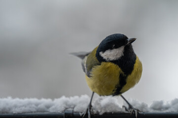 Fototapeta premium Winter Portrait of a Great Tit (Parus major) Perched on a Snowy Ledge