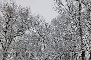 trees in snow