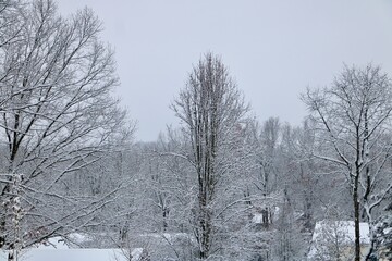 snow covered trees