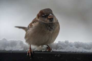 Frontal Portrait of a Puffed-Up House Sparrow (Passer domesticus) on a Snowy Winter Ledge